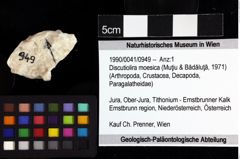 Foto (Objket + Etiketten) von Discutiolira moesica (Muţiu & Bădăluţă, 1971) 